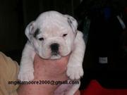 HOME RAISED ENGLISH BULLDOG PUPPIES FOR ADOPTION