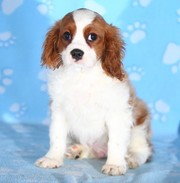 Cavalier King Charles Puppies Now Available.