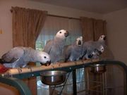 Parrots and fresh parrot eggs for sale.