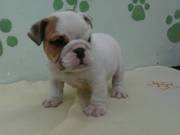 English Bulldog puppies for sale