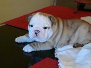 enlish bulldog