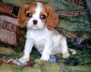 Kelsey is an adorable Cavalier king charles puppy