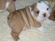 Affectionate english bulldog puppies available